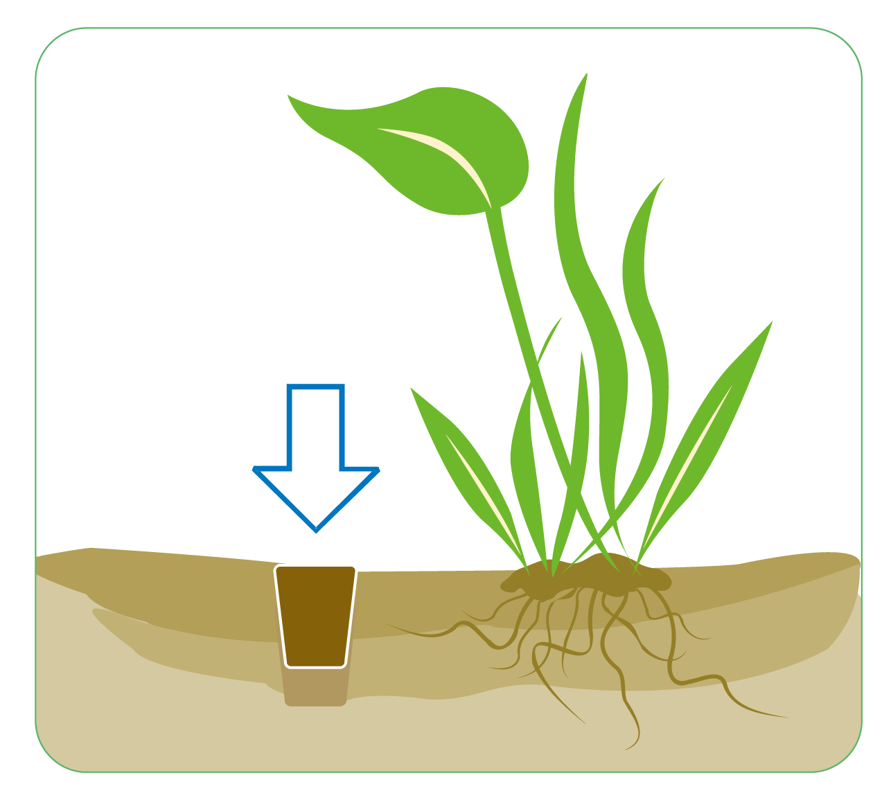 ISTA Water Plant Fertilizer Ball 2